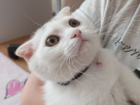 4 aylık scottish fold