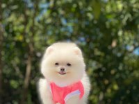 Orjinal spitz olmayan pomeranian boo çocuklarımız