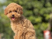 Korea kan toy poodle bebek köpekler
