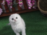 Full şecereli scottish fold yavrularım