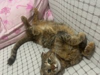 Ücretsiz sahiplendirme 2 yaşında scottish fold