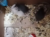Rat yavruları