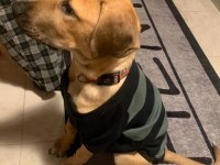 Labrador kırma Erkek 5 aylık aşıları tam