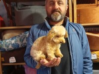 Toy poodle yavrularımız sağlık ve ırk garantili