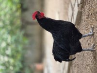 ADANA ASTROLOP HOROZLARIMIZ SAHIPLENDIRILECEK