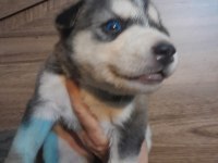 Kaliteli Sağlıklı Sibirya (Husky) Yavrularımız