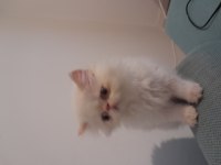 Exotik Shorthair ve Longhair