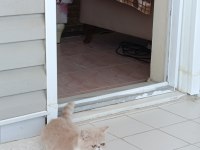 Dişi exotic shorthair
