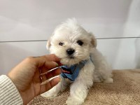 Korea Maltese