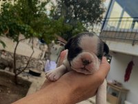 French bulldog köpeği