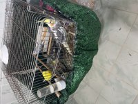 Sultan papağanı tam evcil ve konuşuyor