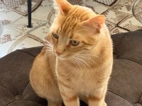ACİLEN KEDİMİ SAHİPLENDİRMEK İSTİYORUM