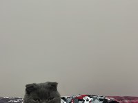 Güzel scottish fold kızıma yuva arıyorum