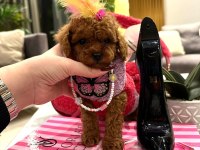 En Özel Secereli Toy Poodle Yavrular