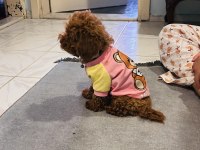 Toy poodle bebişler