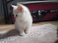 55 günlük erkek british shorthair bebek