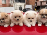Pomeranian Boo Erkek Ve Dişi Yavrularımız