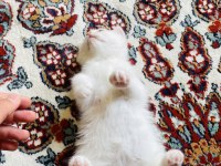 British Shorthair Yavrumuza yuva arıyoruz