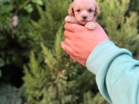 Maltipoo Yavrularımızı Canlı Görerek Alabilirsiniz