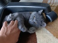 Yavru british shorthair