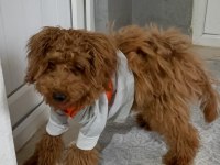 4 aylık sağlıklı eğitimli toy poodle