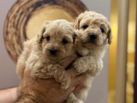 Toy poodle yavru köpeklerimiz