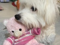 White terrier dişi 1 yaşında