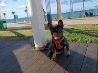 French Bulldog blue tan Anne Aqua blue baba isabella