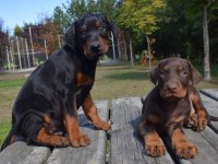 Europen iri doberman yavrular