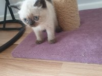 Güzeller Güzeli British Shorthair Blue Point Yavrularım