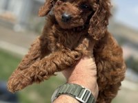 Petmode köpek çifrliğinden kore toy poodle yavrular