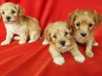 Maltipoo yavrularım