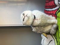 Scottish fold ücretsiz dişi kısır