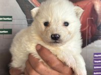 A kalite samoyed bebeklerim
