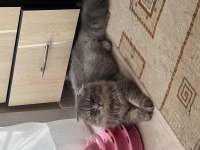 Oğluşumuza dişi kedi arıyoruz