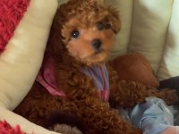 Sevimli toy poodle yavrumuz sahibini bekliyor