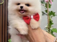 Güzeller güzeli pomeranian bebekler