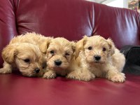 Ufacık safkan maltipoo yavrularım