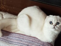 Scottish fold safkan yavrular