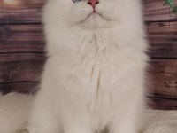 SHOW KALİTE SAFKAN BRITISH LONGHAIR LİLAC GOLDEN YAVRULAR