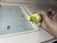 Ele alıştırmalık jumbo muhabbet kuşumuz