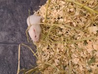Yavru Hamster
