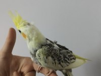 Ele alışık evcil sultan papağanı yavruları 1.5 2aylık