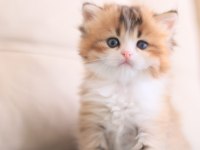 3 Aylık British Longhair Bicolor erkek