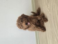 5 aylık toy poodle acil