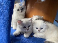 British longhair kedimiz