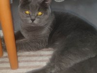British shorthair Miya 1 yaşında tüm aşıları yapıldı