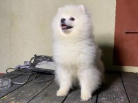 7 Aylık Pomeranian Yavrumuz
