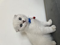 Tüm aksesuarlarıyla yavru scottish fold