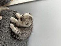 2 aylık british shorthair yavrular yeni yuvalarını arıyor